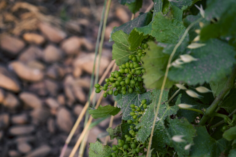 Belle d’Argence (37)