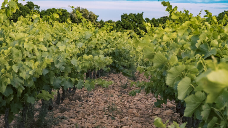 Belle d’Argence (38)