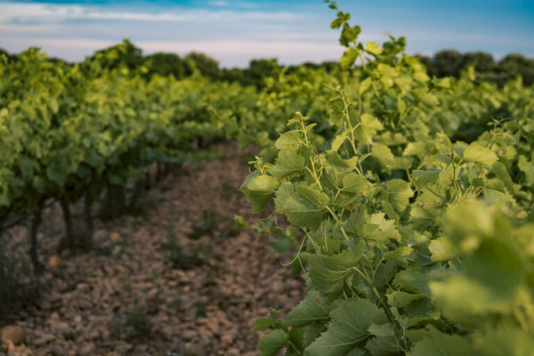 Belle d’Argence (39)