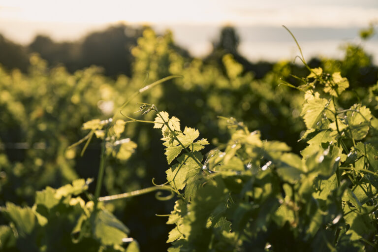 Belle d’Argence (49)